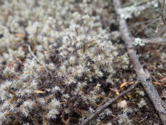 Racomitrium pruinosum