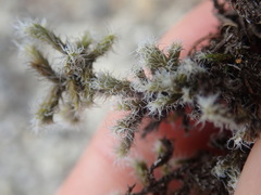 Racomitrium pruinosum