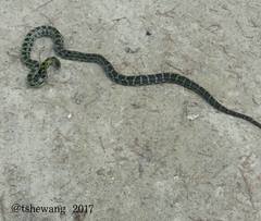 Elaphe cantoris