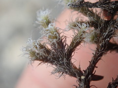 Racomitrium pruinosum