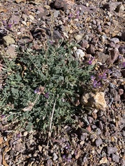 Astragalus nothoxys