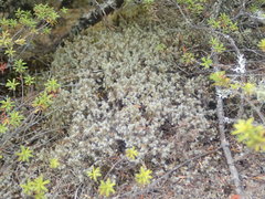 Racomitrium pruinosum