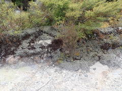 Racomitrium pruinosum