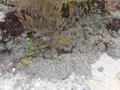 Racomitrium pruinosum