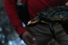 Platemys platycephala