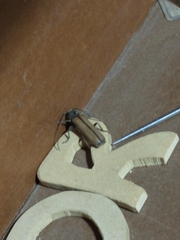 Diploschema rotundicolle