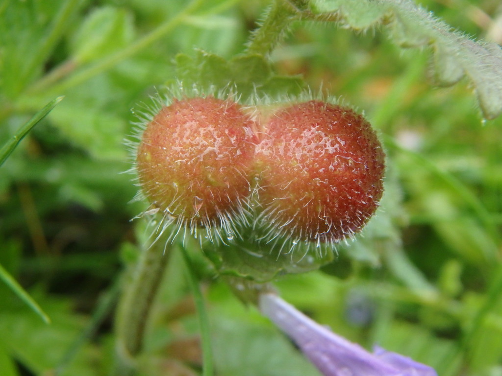 Glechoma gall wasp