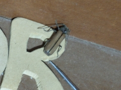 Diploschema rotundicolle