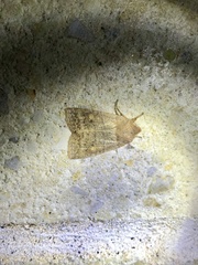 Eupsilia tristigmata