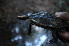Platemys platycephala