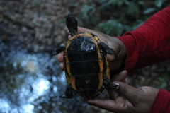 Platemys platycephala