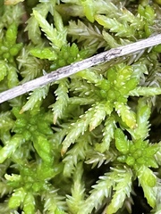 Sphagnum affine