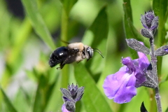 Xylocopa tabaniformis orpifex