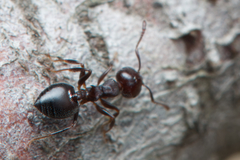 Crematogaster cornigera