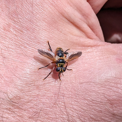 Trichopoda subdivisa