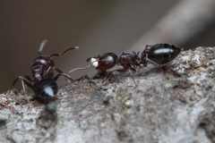 Crematogaster cornigera