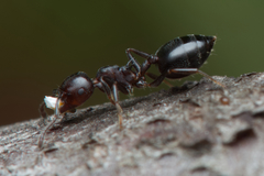 Crematogaster cornigera