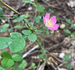 Rosa spithamea
