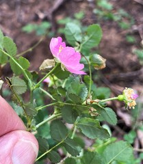 Rosa spithamea