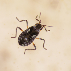 Microvelia buenoi