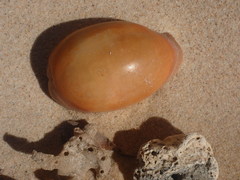 Lyncina leviathan titan