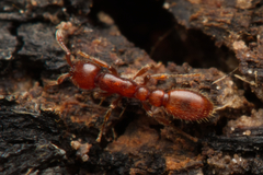 Ooceraea australis