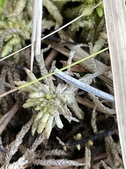 Sphagnum affine