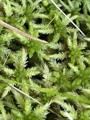Sphagnum affine