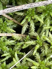 Sphagnum affine
