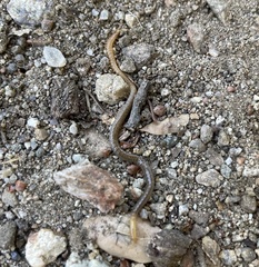 Geophilus regnans