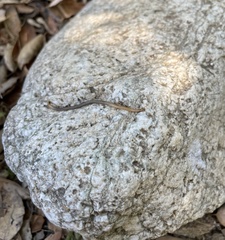 Geophilus regnans