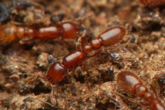 Ooceraea australis