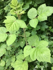 Rubus phoenicolasius