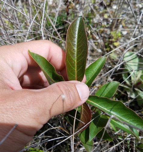 Diospyros virginiana image