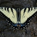 Papilio appalachiensis - Photo (c) Patrick Randall, algunos derechos reservados (CC BY-NC-SA)