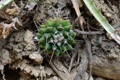 Mammillaria winterae