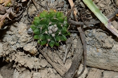 Mammillaria winterae