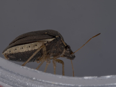Eysarcoris humeralis