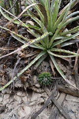 Mammillaria winterae