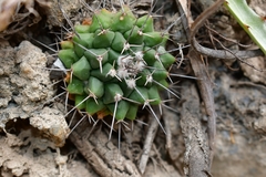 Mammillaria winterae