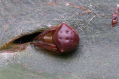 Araneus cyrtarachnoides
