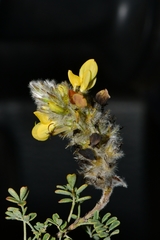Dalea melantha