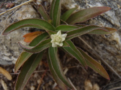 Gomphrena sonorae