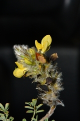 Dalea melantha