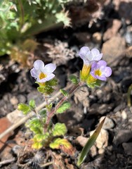 Phacelia suaveolens
