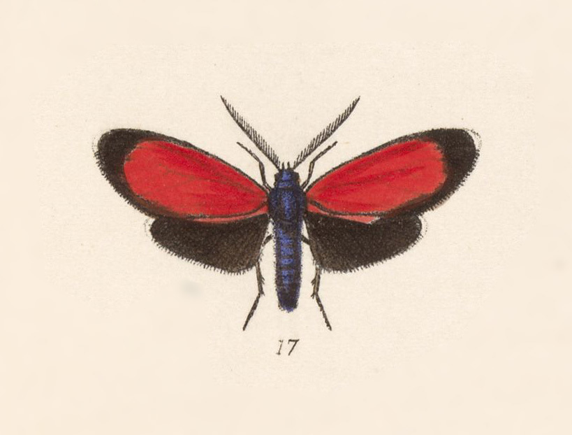 Ctenucha togata