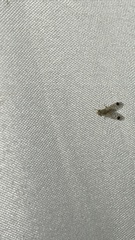 Euarestoides acutangulus