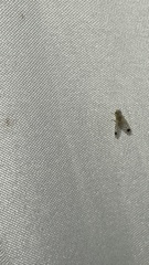 Euarestoides acutangulus