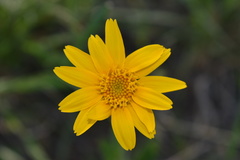 Arnica fulgens