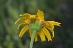 Arnica fulgens